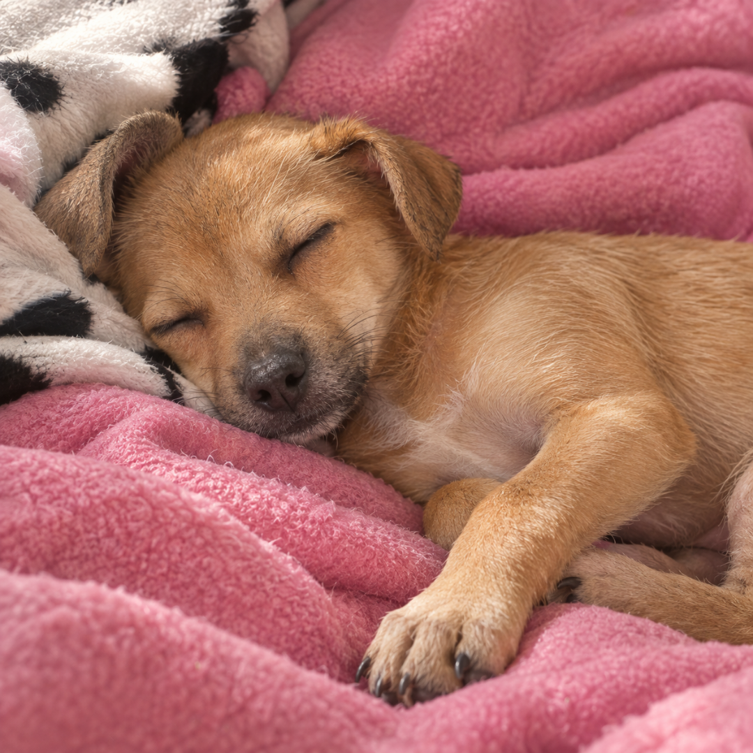 Lily  @helpingpawsmxrescue