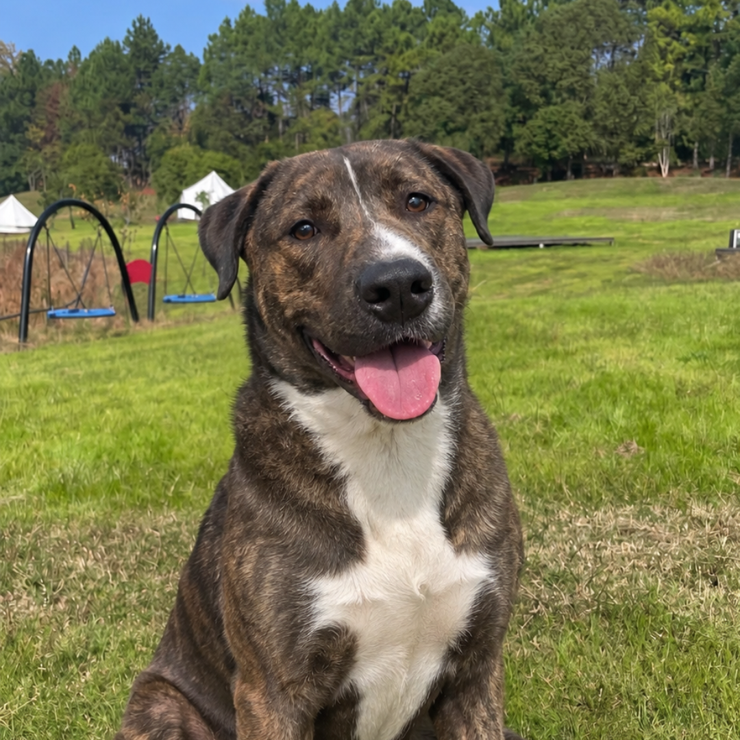 Bucky  @twohandsfourpawsfoundation