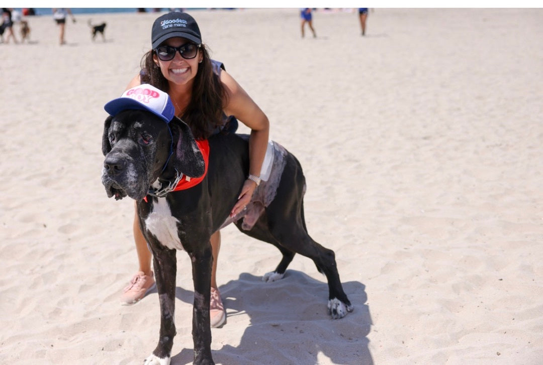 Cash @goodestdanerescue