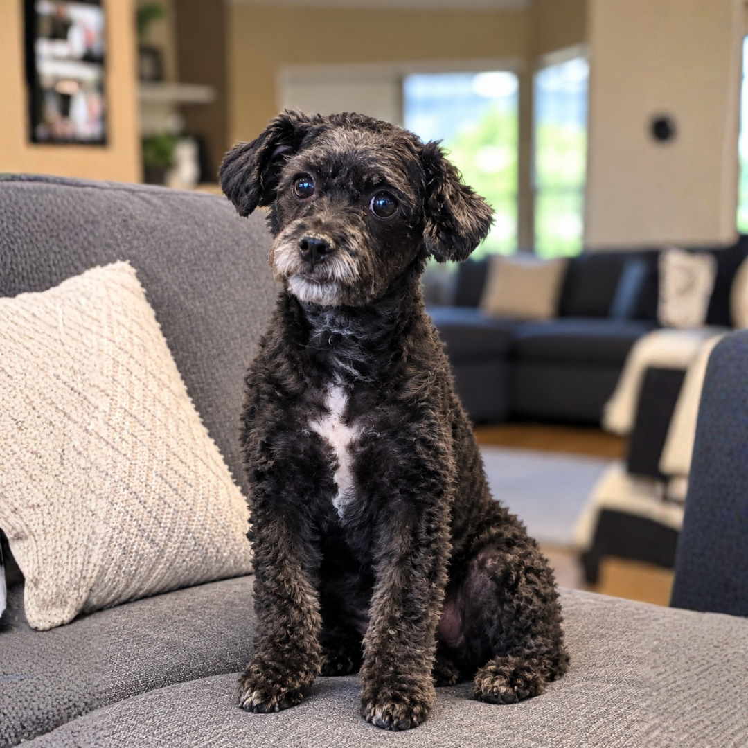 Dani @casadeloverescue