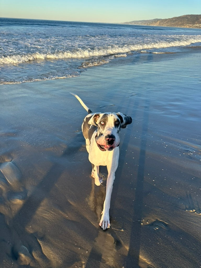 Drake @goodestdanerescue