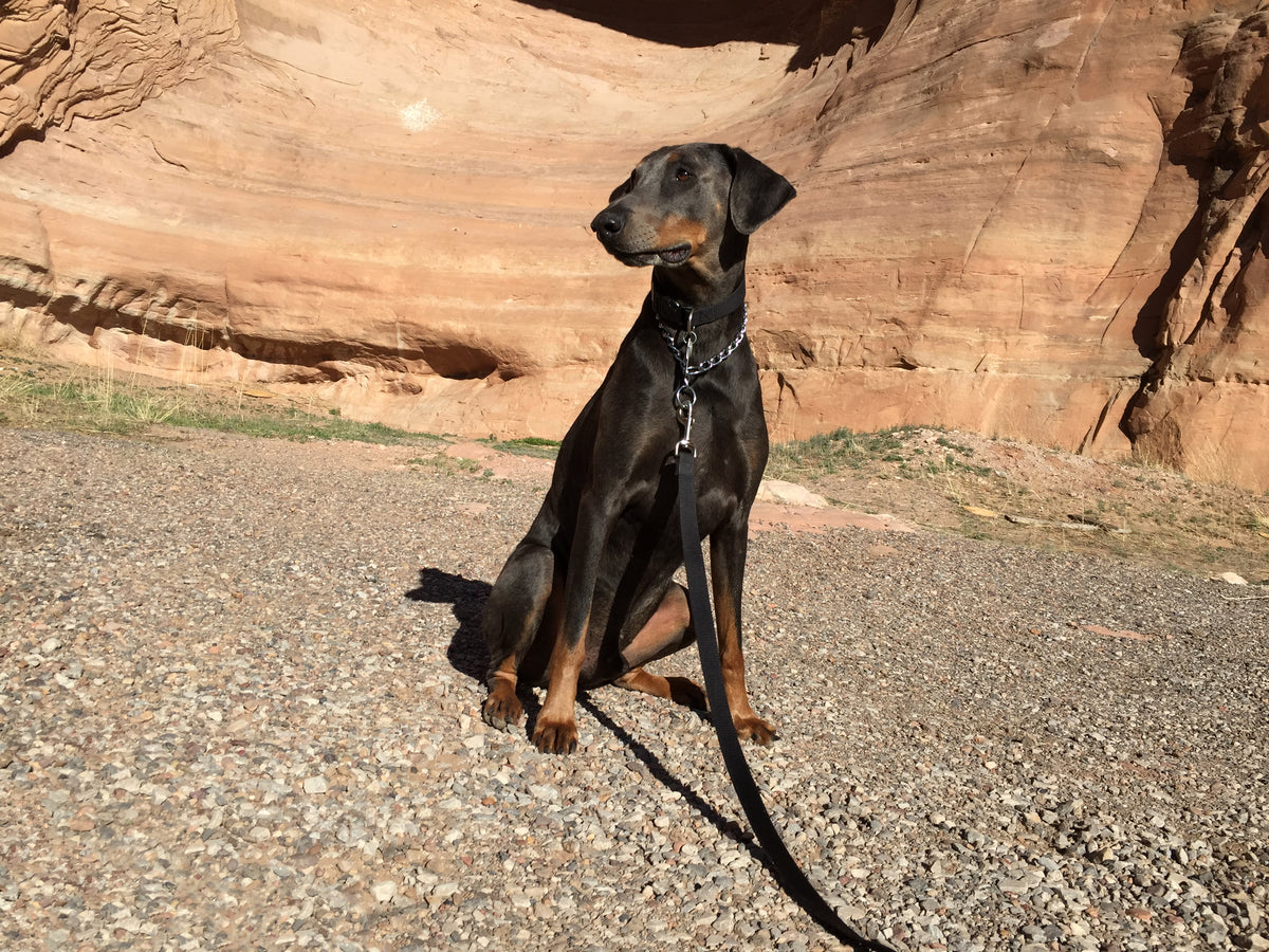 Duke  @dobiesandlittlepawsrescue
