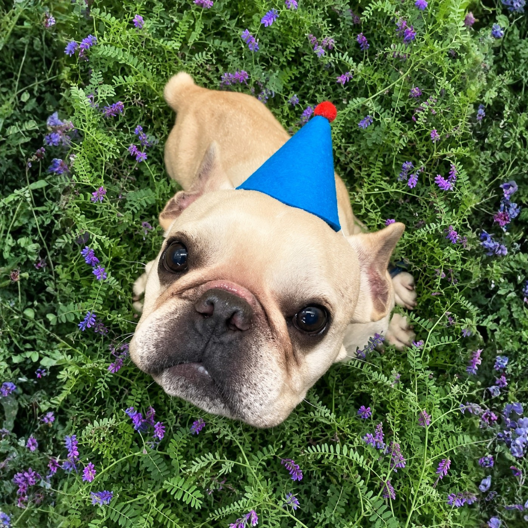 Frank @twohandsfourpawsfoundation