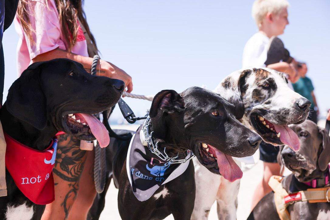 Hank, Big, Reagan @goodestdanerescue