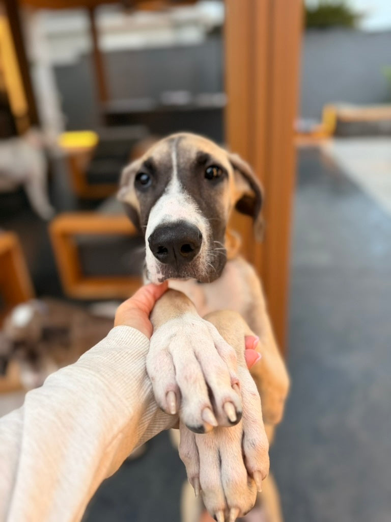 Honey Dip @goodestdanerescue
