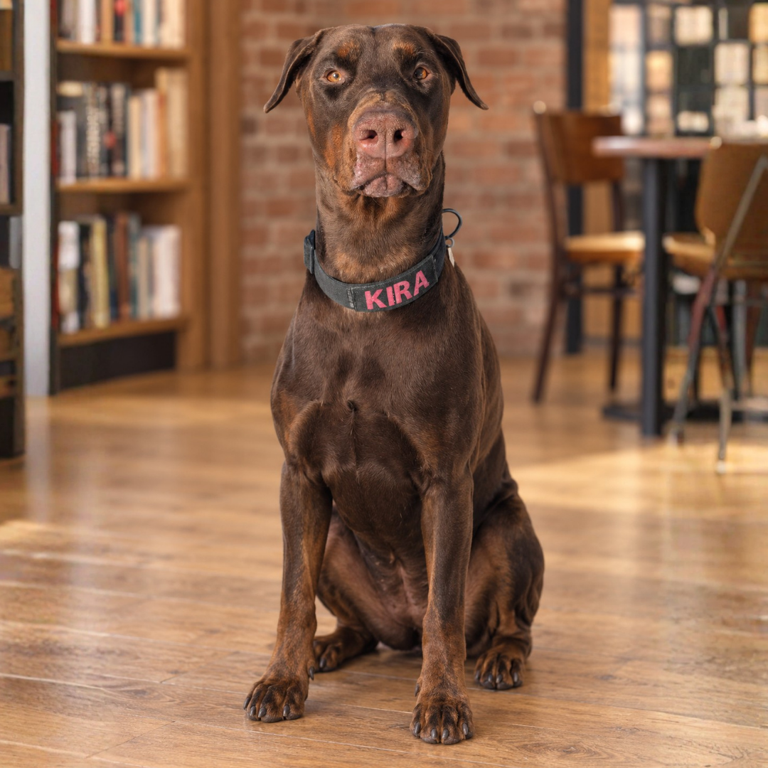 Kira  @dobermanrescueunlimited