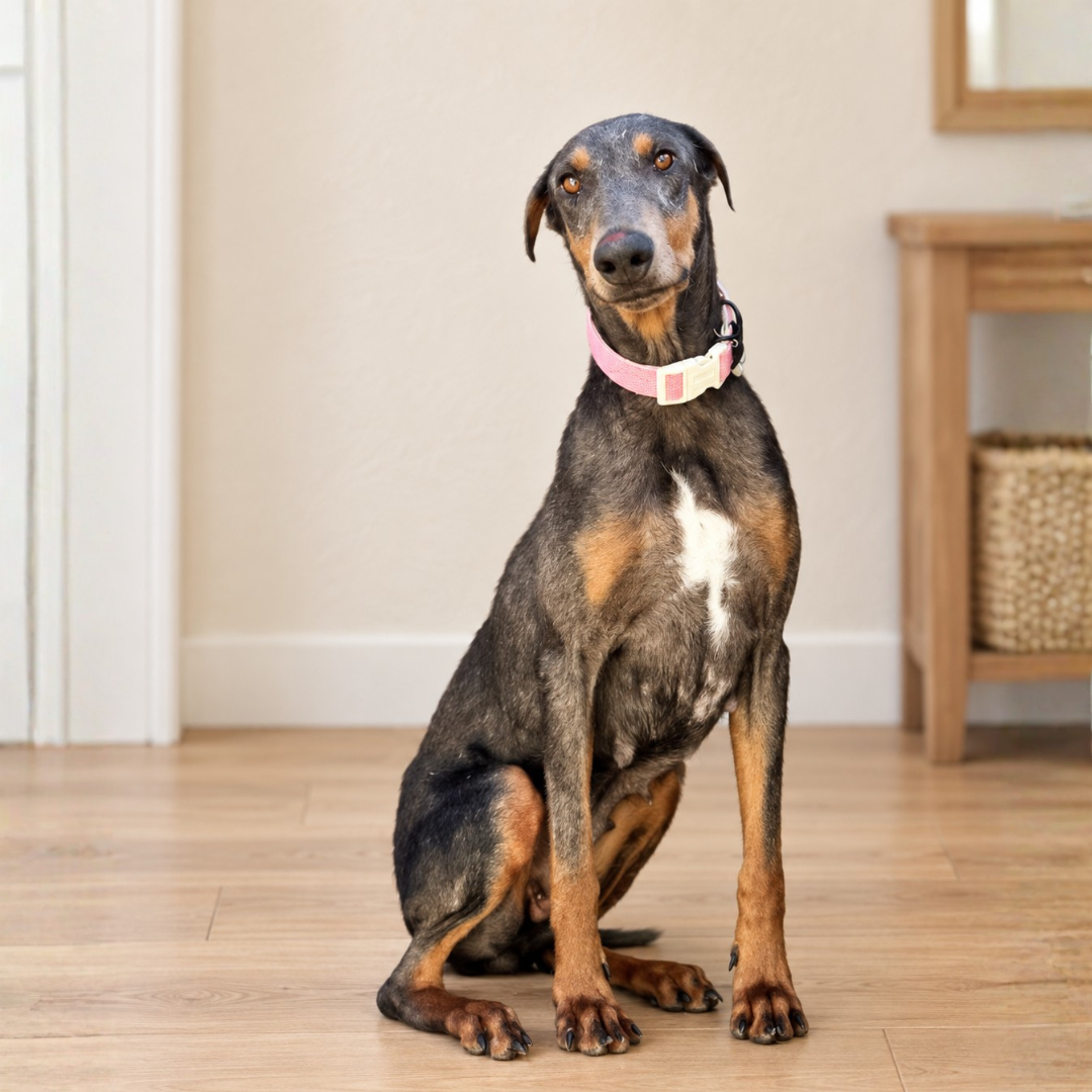 Phoenix  @dobermansofthemaritimes