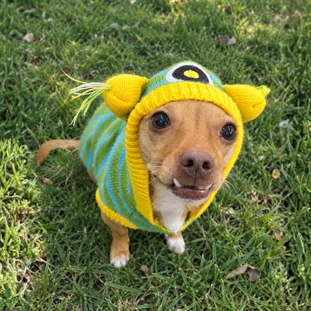 Scooter @twohandsfourpawsfoundation
