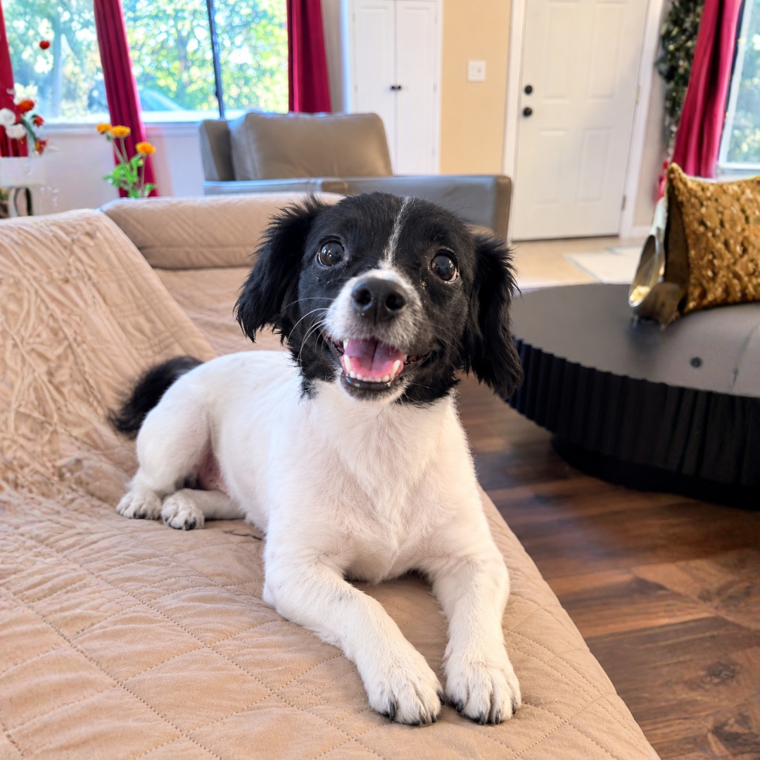 Suki  @casadeloverescue