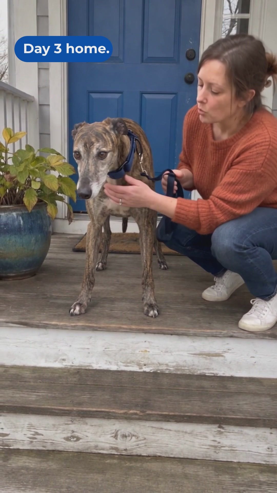 Load video: Comfort Fit Martingale Collar - lg/xl